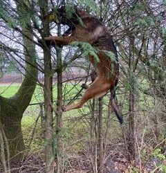 Mogen – Durven – Kunnen – Willen