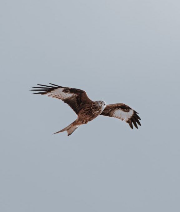 Wat is de overeenkomst tussen een onenigheid, ruzie en conflict?